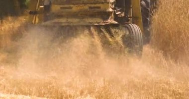 close-up straw waste and dust from a grain cutter cleans ripe wheat on a sunny day. Agriculture