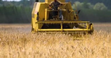 combine harvester turns harvester to harvest ripe wheat on a sunny day. Agriculture