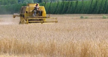 farmer on a harvester collects ripe wheat in a wheat field on a sunny day near a hop plantation. Agriculture