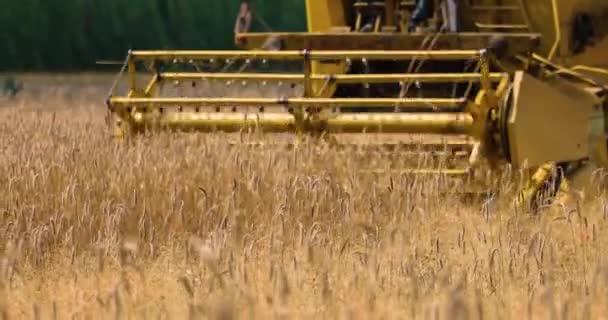 Close Harvester Harvests Ripe Wheat Sunny Day Agriculture — Stock video