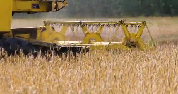 Урожай Спелой Золотой Пшеницы Сельское Хозяйство Мировой Кризис — стоковое видео