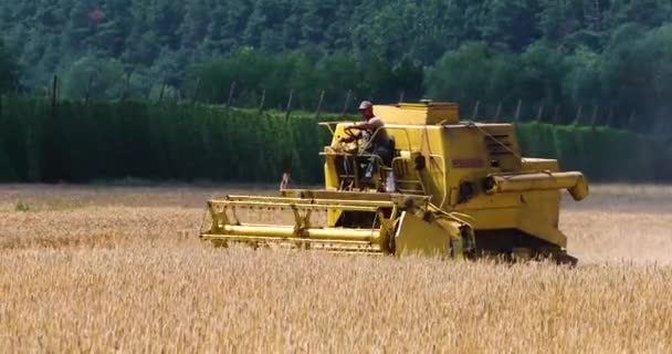 Комбайн Розгортається Збору Стиглої Пшениці Пшеничному Полі Сонячний День Поблизу — стокове відео