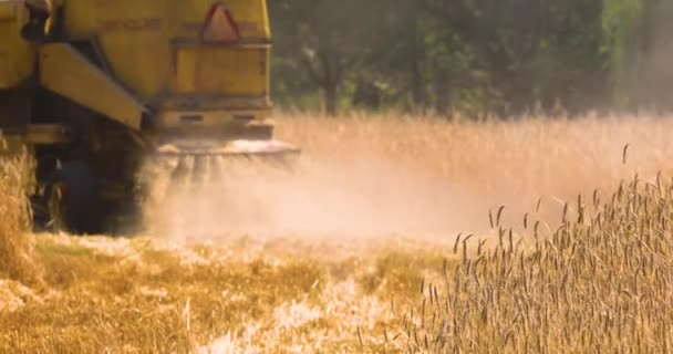 Солом Яні Відходи Пил Різака Очищає Стислу Пшеницю Полі Сонячний — стокове відео