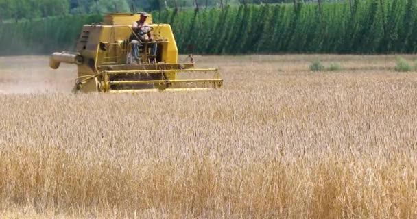 Farmer Harvester Collects Ripe Wheat Wheat Field Sunny Day Hop — Vídeos de Stock