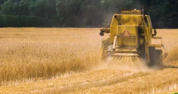 Straw Waste Combine Harvester While Harvesting Wheat Wheat Field Sunny — 图库视频影像