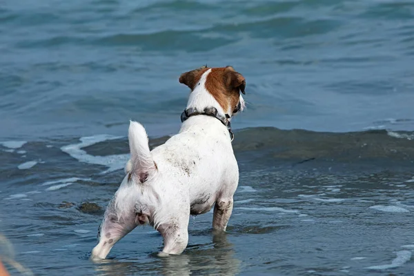 Cute Wet Jack Russell Terrier Stands Backwards Beach Looks Owner — Foto de Stock