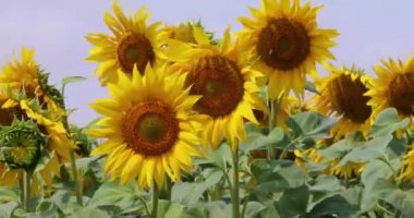 yellow sunflowers sway in the wind in a field on a sunny day. Agriculture