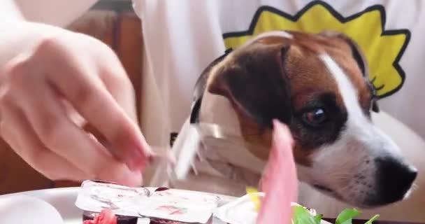 Cute Jack Russell Terrier Waiting Treats His Owner Family Dinner — Stock video