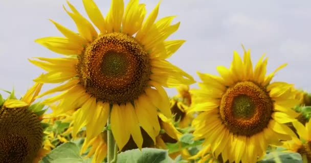 Close Yellow Sunflowers Bees Sway Wind Field Sunny Day Agriculture — Stockvideo