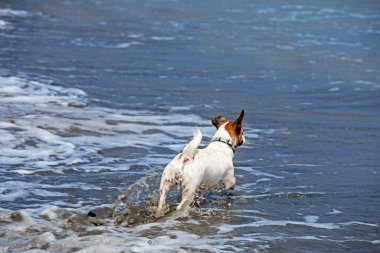 happy jack russell terrier back running in the sea with waves on a sunny day. Family holiday