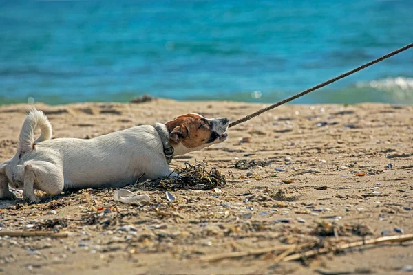 Cute Jack Russell Terrier Playing Rope Sun Sand Beach Summer — Foto de Stock