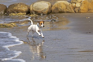 happy wet jack russell terrier running on the wet sand of the sea, family vacation.