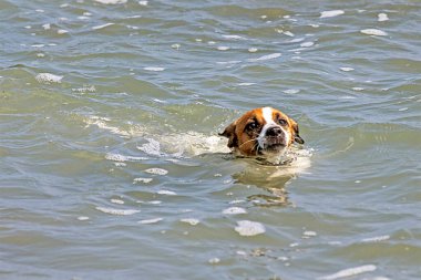 happy jack russell terrier swims in the waves in the sea. Walk