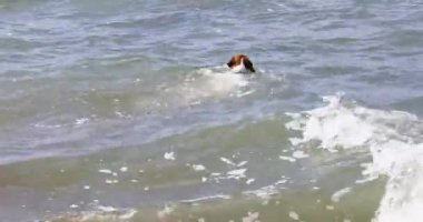  happy jack russell terrier got to get a yellow little ball into the sea and swims back. Family holiday