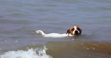 happy jack russell terrier swims in the waves in the sea towards the shore with stones. Family holiday