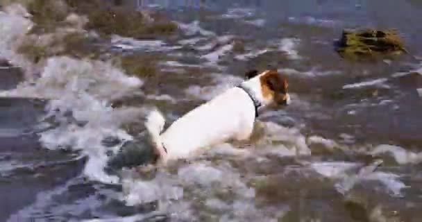 Happy Jack Russell Terrier Playing Waves Sea Shore Family Holiday — ストック動画