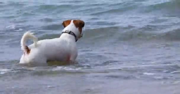 Happy Jack Russell Terrier Playing Waves Sea Shore Family Holiday — Stok Video