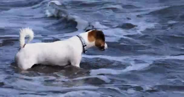 Happy Jack Russell Terrier Playing Waves Sea Stones Family Holiday — Stock video