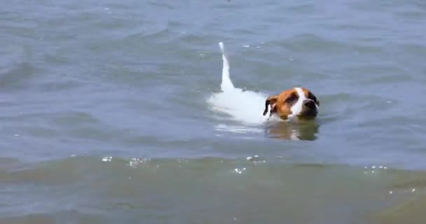 Happy Jack Russell Terrier Enjoys Swimming Waves Sea Family Holiday — ストック動画