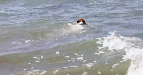 Happy Jack Russell Terrier Got Get Yellow Little Ball Sea — Vídeo de stock