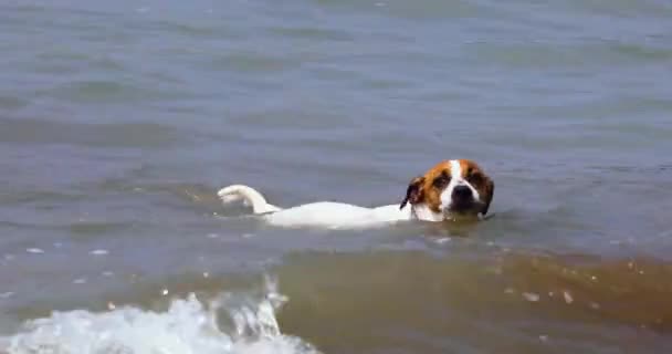Happy Jack Russell Terrier Swims Waves Sea Shore Stones Family — ストック動画