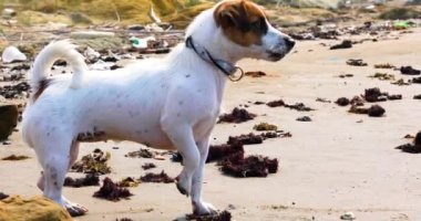 cute jack russell terrier barks on the beach with sand on the sea where the owner is swimming. Family holiday