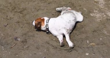 funny jack russell terrier lies basking in the sand. Family holiday