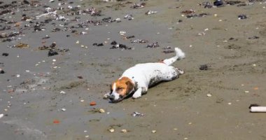  funny jack russell terrier wipes his hair on the beach with seaweed. Family holiday