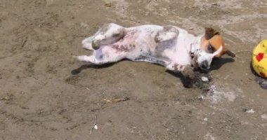 funny jack russell terrier wipes his hair on the sand. Family holiday