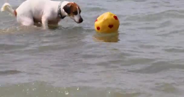 Cute Jack Russell Terrier Tries Take Out Yellow Soccer Ball — Vídeo de Stock