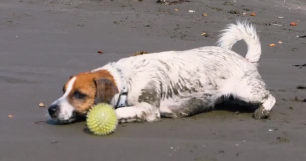 Funny Jack Russell Terrier Played Small Ball Sand Family Holiday — Wideo stockowe