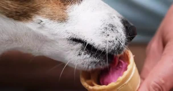 Closeup Happy Jack Russell Terrier Eats Pink Ice Cream Cone — Wideo stockowe