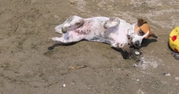 Funny Jack Russell Terrier Wipes His Hair Sand Family Holiday — Vídeo de stock