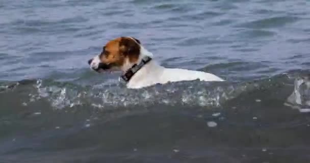 Happy Jack Russell Terrier Goes Swimming Sea Waves Family Holiday — Stockvideo