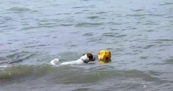 Happy Jack Russell Terrier Takes Out Yellow Soccer Ball Sea — Video