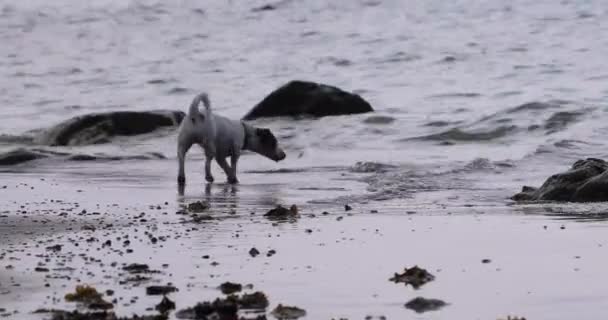 Cute Jack Russell Terrier Barks Beach Sea Sun Family Holiday — Vídeo de stock
