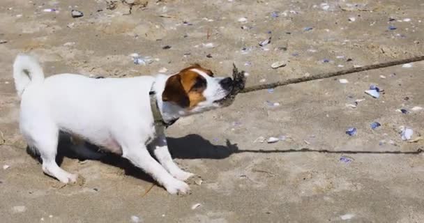 Funny Jack Russell Terrier Beach Played Pulling Rope Family Holiday — Vídeos de Stock