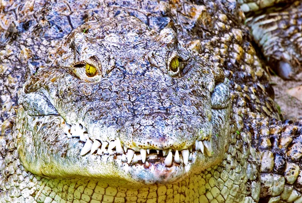 Muzzle Crocodile Close Hunt Wild Horizontal — Photo