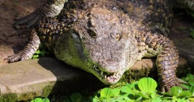 crocodile close-up opens its mouth on the hunt in the wild. horizontal