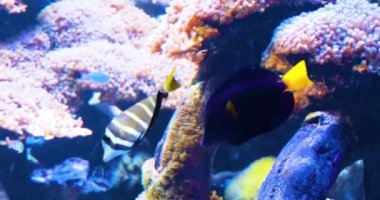 beautiful fish swim in a blue-lit aquarium with algae and corals