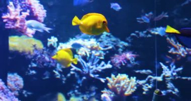 blue fish and yellow fish in a blue aquarium with algae