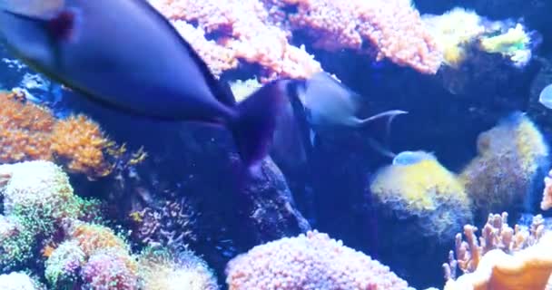 Obrovské Modré Ryby Modrém Akváriu Řasami — Stock video