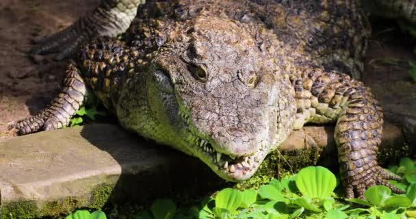Crocodile Close Opens Its Mouth Hunt Wild Horizontal — Wideo stockowe