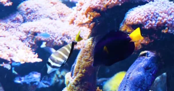 Beautiful Fish Swim Blue Lit Aquarium Algae Corals — Stockvideo