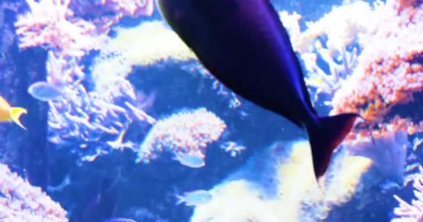 Величезна Блакитна Риба Плаває Вгору Вниз Блакитному Резервуарі Водоростей — стокове відео