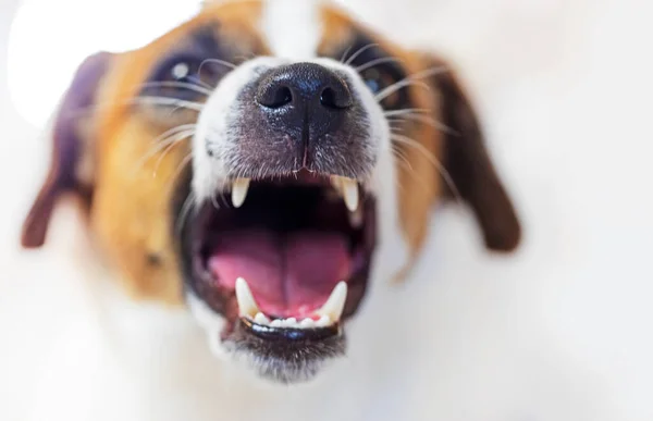 close-up of the mouth of a barking jack russell terrier on a light backgroun