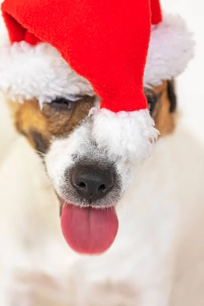 Noel Baba Şapkalı Mutlu Jack Russell Terrier Aile Noeli — Stok fotoğraf