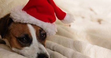 Tatlı Jack Russell Terrier Noel Baba şapkasının içinde yatıyor. Aile Noeli