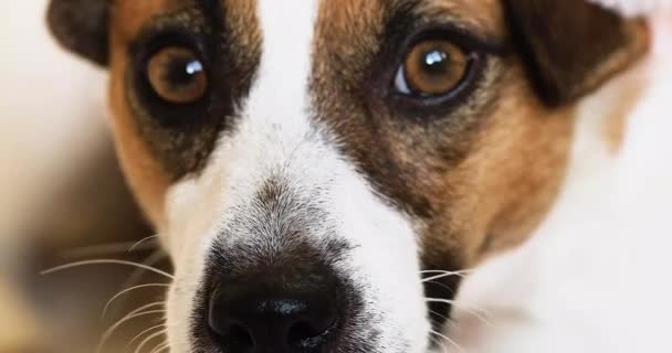 Primo Piano Del Naso Cane Jack Russell Terrier Accattonaggio Chicche — Video Stock