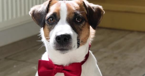 Engraçado Jack Russell Terrier Com Uma Borboleta Vermelha Seu Pescoço — Vídeo de Stock